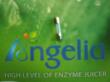 Angel juicer fuse part for all Angel juicer model Angela juicer Super Angel juicer & Angelia juicer